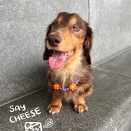 SAY CHEESE 寵物頸鏈