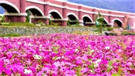 火車旅遊-台東和運租車、台東和運租車、二層坪水橋、臺東森林公園｜慢步遊