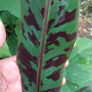 Obr Bibit Tanaman Pisang Merah Sumatra