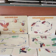 Life Cycle Puzzle: Butterfly, Frog, Mosquito, Cockroach Puzzle for Kids