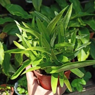 Rumput Siti Khadijah / rumput cina/ rumput beijing