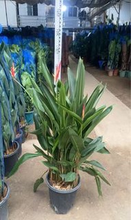 #花葉彩虹鳥蕉 #Heliconia Psittacorum ‘Variegata’