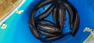 Ikan Bujuk / Channa Lucius