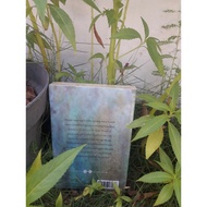 Joy boy classic story novel