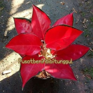 bunga aglonema suksom jaipong super red LZ
