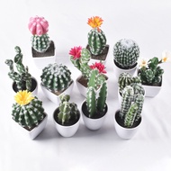 Simulation Mini Succulent Plant Cactus Indoor Cactus Bonsai Artificial Plant Artificial Flower Potte