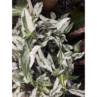 Syngoniums 3 kings live plant