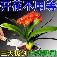 【有機肥】【花肥】君子蘭催花專用肥 【開花不用等】防止夾箭促開花治黃葉不對稱肥料