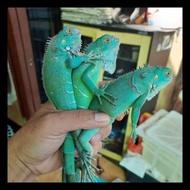 BLUE IGUANA JUVE AWAL BEST SELLER