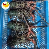 lobster laut frozen 1kg