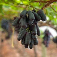 1 ต้น องุ่นติดตา ตอใหญ่ แข็งแรง โตไว พร้อมให้ลูกใน 6 เดือน ต้นตอสูง 80 ซม Grape Plant สายพันธุ์ SWEET SAPPHIRE (องุ่นดำแม่มด)