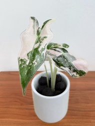 無土種植棉｜諾比海芋錦 Alocasia Nobilis Pink Variegated