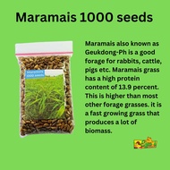 Maramais 1000 seeds / Geukdong PH Forage Grass Good forage for rabbits, cattle, pigs Livestock