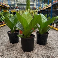 90s Greenovation Live Plant Anthurium Jungle Bush P230 聚宝盆