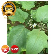 Daun Tekokak Cepokak Segar 1 Kg / Daun Takokak Terong Pokak Pipit Rimbang