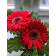 Tanaman Bunga Hias Gerbera Hebras Hidup Murah Asli Macam2 Hiasan Tahan Panas