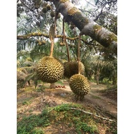 ANAK POKOK DURIAN TANGKAI PANJANG HYBRID