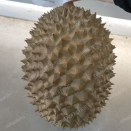 Durian Musang king Indonesia manis legit 1.8 kg durian fresh utuh