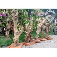 Bonggol Kayu Kopi Media Tempal anggrek -Kayu posil media tanam anggrek