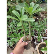 ❤️ Anak Adenium ❤️ Anak pokok murah ❤️ Anak pokok bonsaii ❤️