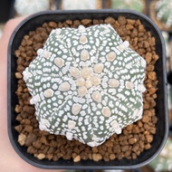 Kaktus Astrophytum Asterias Super Kabuto V-Type  V-type Indukan