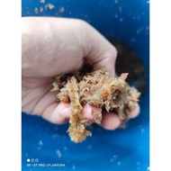 Spagnum Moss Chile Grade AAAAA 140g for Orchid and Staghorn