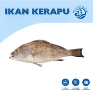 IKAN KERAPU GROUPER FISH 石斑鱼 (SIAP SIANG & BERSIH ) / FILLET / STEAK GROUPER FISH IKAN SEGAR SEAFOOD