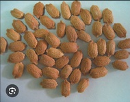 Ampalaya Bonito Seeds for planting (15 Seeds/Pack)