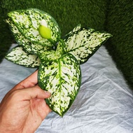 (READY STOCK) AGLONEMA EILEEN