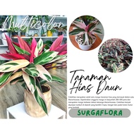 tanaman hias Bunga Calathea Multicolor murah - calathea multicolor hias