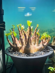 黑皮哥斯拉沙漠玫瑰