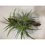 Thilandsia Ionantha Fuego