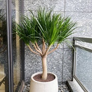 【中低光植栽】 龍血樹 (XL型) | 水磨石甕盆(訂製請洽客服)