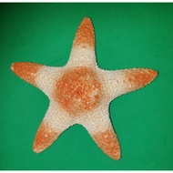 Beautiful Real STARFISH. 2.