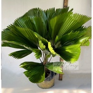 🌱Licuala Grandis 🌱圆叶刺轴榈 🌱 Ruffled Fan Palm Tree 🌱Indoor Plant🌱 outdoor plant🌱Ready stock🚚🚚