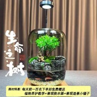 【台灣出貨】生命之樹水陸缸苔蘚微景觀生態瓶小葉赤楠辦公盆桌面室內植物加濕