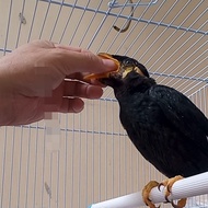 BURUNG BEO ANAKAN LOLOHAN