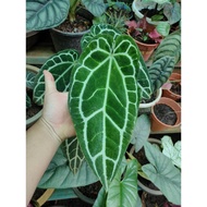 Anthurium Crystallinum Dark Form