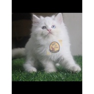 Kucing Pea Munchkin Anggora Ragdol Himalaya Kitten Ast