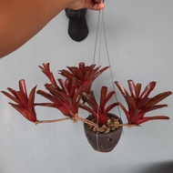 KP - Bromeliad Neoregalia with Hanging Stone Pot 🌿 Live Plant