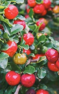 Bibit Cherry Barbados / sianci