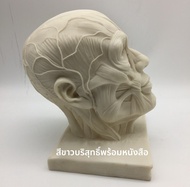 Modelศิลปะศีรษะกระดูกโครงสร้างกล้ามเนื้อศิลปะการ์ตูนด้านหลังโครงกระดูกศิลปะการ์ตูนสำหรับเยาวชน อุปกร