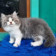 Terbaru Kucing Persia Kitten Bigbone Bulu Kapas Mix Mainecoon