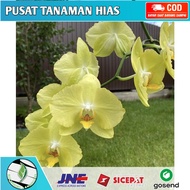 Seedling anggrek dendrobium ferrara / Bunga Anggrek hidup/ Tanaman Hias Hidup /Bunga Hias Asli/ Bung
