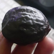 muncang adu jalim anak kebo garut murah ori