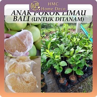 Anak Pokok Limau Bali Tambun Ipoh Untuk Ditanam Pokok Hidup Real Live Plant Pomelo Tree 怡保打扪柚子