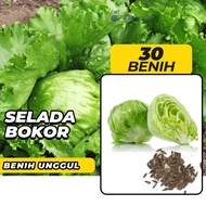 Purie Garden Benih Bibit Selada Bokor Head Lettuce 30 Benih Seribuan
