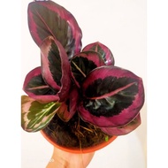 WAF Calathea Princes Jessie with L size pot direct from Cameron Highlands