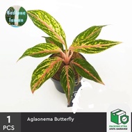 Aglonema butterfly - tanaman hias aglaonema