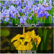 Iris Seed Engineering Greening Landscape Garden Purple Butterfly Seed Flower Mirror Cut Flower Ornam